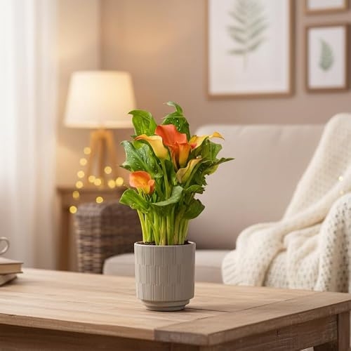 Calla Lily Plant Orange - Indoor Houseplant with Olive Ceramic Pot Included | Luxe Leaf Plants UK