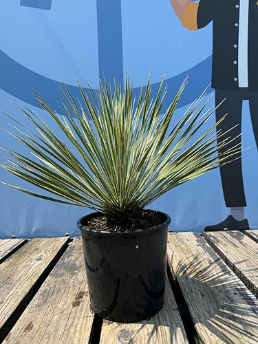 Sunnytree - YUCCA ROSTRATA - Palme - 50-70 Zentimeter - Winterhard - Palmlilie