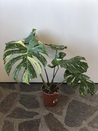 Plante de MONSTERA THAI CONSTELLATION (A1) - en pot Ø 17 cm - H. 60/70 cm