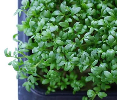 Sachet de graines de Cresson Alénois - Sachet de 6 grammes - Graines de style