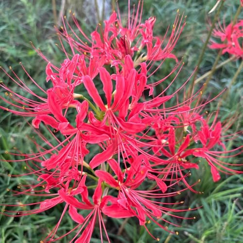2bulbi di lycoris radiata del sanguigno, decorazione, appartamento di giglio ragno, sono perenni, resistenti