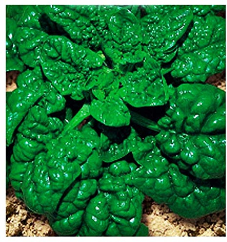 Graines d'épinards hérisson géant d'amérique - légumes - spinacea oleracea - 400 graines environ - les meilleures graines de plantes - fleurs - fruits rares - épinards géants - idée cadeau originale