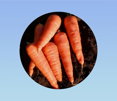250 graines de carottes chantenay - carottes orange à coeur rouge - variété ancienne