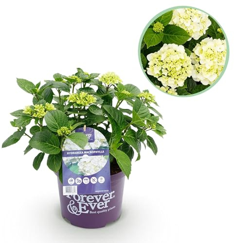 Ortensia ortensia macrophylla Forever & Ever bianco - pianta da balcone - 7-12 fiori - vaso 23 cm - altezza 55 cm - facile da pulire - per aiuole, terrazze e balconi