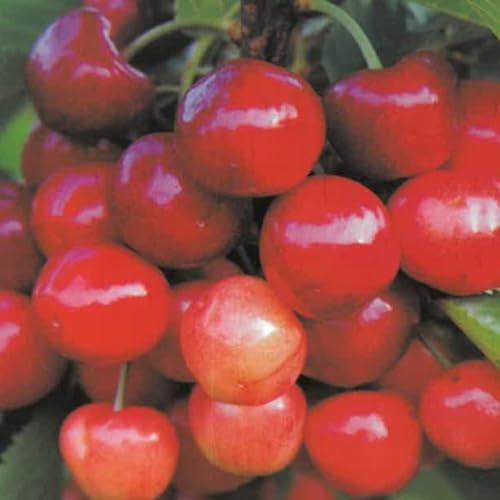 PIANTA DA FRUTTO CILIEGIA SUNBRUST in vaso 20 - età 2/3 anni