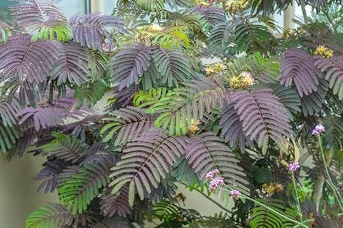 Seidenbaum (Albizie) `Summer Chocolate´, Albizia julibrissin, 80-120cm im Topf