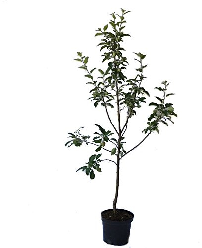 Apfelbaum Teser, schorfresistenter Herbstapfel Buschbaum 110-140 cm im 10 Liter Topf Unterlage M7