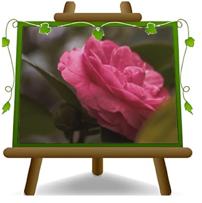 EURO PLANTS VIVAI Camelia Japonica Rosa Sacco Nova Pianta Ornamentale su Vaso 26 cm Altezza 80~100 cm