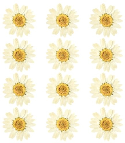 RUGBOL 48 Flores Secas y Prensadas Naturalmente, Margaritas Amarillas para Manualidades y Decoración Artesanal