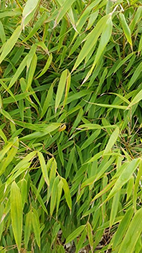 Fargesia robusta 'Pingwu' / Bambou non traçant/Conteneur de 7 à 10 litres