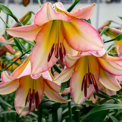Baumlilie-Riesenlilie 'Bejing Moon' - Frische, große und heilsame, frosthart,