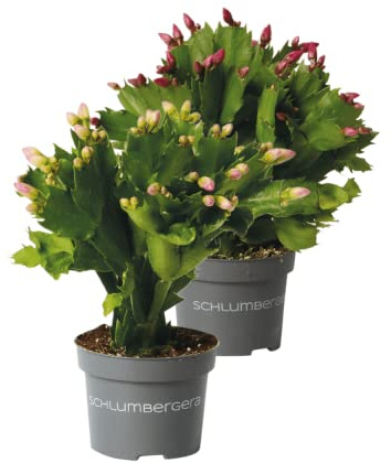 Cactus de la Navidad Pack de 2 Unidades de Plantas Naturales