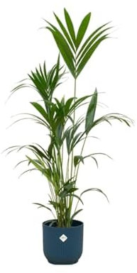 Kentia Palme – Forstersche Kentia – Zimmerpflanze ca. 160cm – ø30cm – inkl. Pflanzgefäß Vibes Fold Blau – Tropische XL-Palme für Wohnzimmer, Büro & Wintergarten