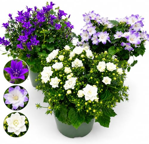 POWERS TO FLOWERS - CAMPANULA TRIS, GET-ME, BICOLORE, FIORE DOPPIO BIANCO, 3 PIANTE VASO 12CM DIAMETRO, piante vere