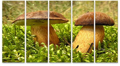 islandburner Prime Bild auf Leinwand Wilde Pilze Waldpilze Gnomenwald wild Farn Moos Natur Essen Wald Baum Städte Landschaften Bilder Wandbilder Poster