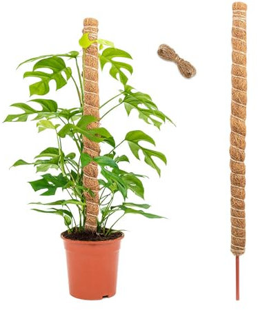 GIDWRIY Bastone per Piante Rampicanti 120 CM,Supporto Monstera Palo Muschiato perPiante Sostegno,Palo di Muschio per Piante con 2 M Corda Juta,Bastone Fibra di Cocco,Moss Pole,Plant Support Stick