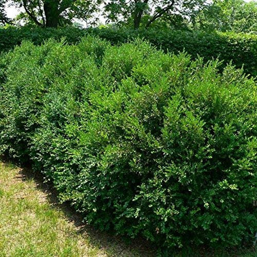 10 Semi di cinesi Bosso/Buxus Microphylla Sinica