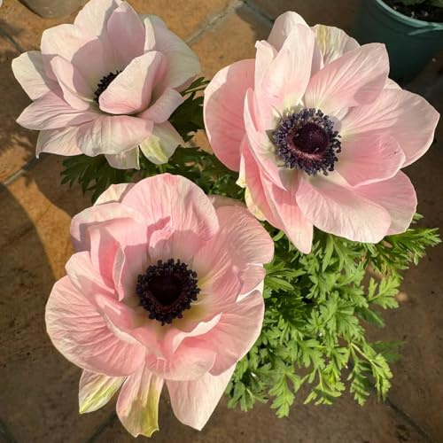 semi di anemone tagliati giardino decorazioni giardino per esterni foglie perenne decorative Copertura perenne resistente perenne 350pcs