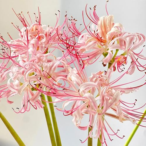 giglio ragno - Lycoris Radiata selvaggi di balcone di giardino perenni resistenti bulbi selvaggi massicci resistenti