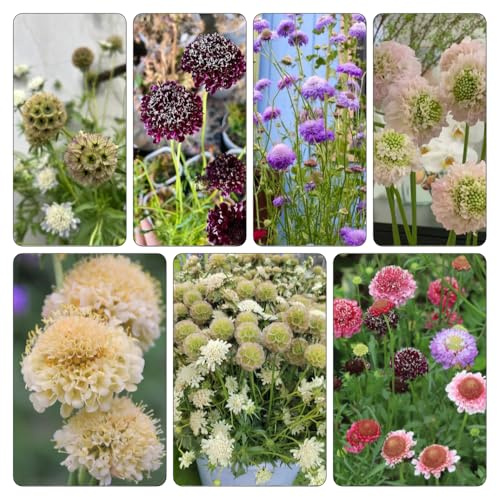 semi Scabiosa giardino estivi resistente selvatici balcone rampicante del 160pcs