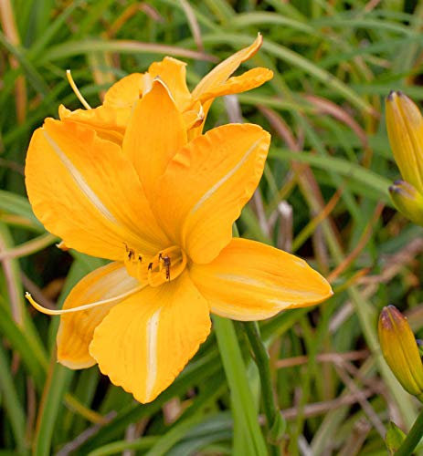 Taglilie Golden Prize - Hemerocallis cultorum - lebende Gartenpflanze aus den Baumschulen