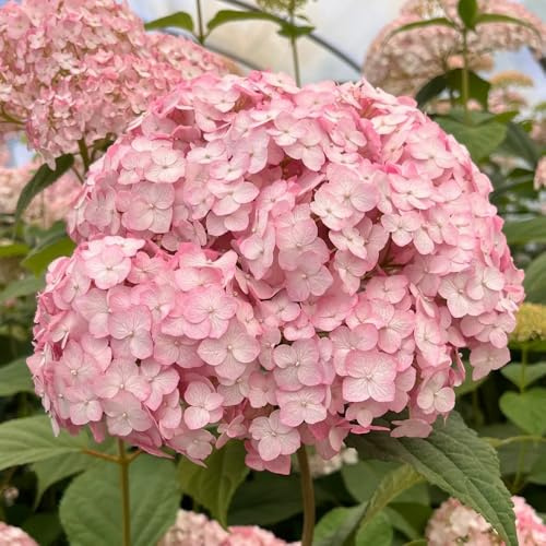 Semi di ortensia, regali da giardino per le donne Semi di ortensia esotici Le da giardino sono decorazione del giardino 50pcs