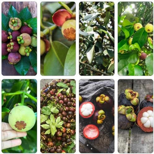 semi di mangostano nano riverdimento tetti giardino rocce bonsái colonnari semi Cams 150pcs