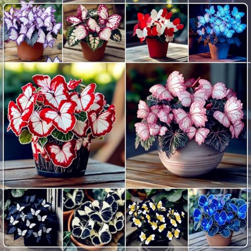 Hosta 'Moonlight Butterfly' - Radice Nuda in Vendita - Serie Mista-4 Hostas