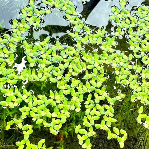 semillas de lenteja de agua - exótico variedades antiguas productos sostenibles semillas estanque acuario verdes jardín acuáticas extraño orgánico 900pcs