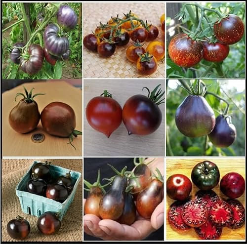 Tomatensamen Dunkle/Schwarze Tomatensorten, TOP Qualität aus Deutschland, ohne Gentechnik, Saatgut, essbare und gesunde Tomaten, Rarität, extravagant