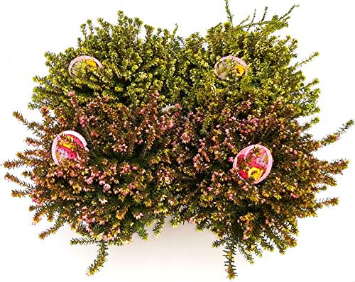 POWERS TO FLOWERS - ERICA CARNEA DARLEYENSIS BIANCA e ROSSA, 4 PIANTE, piante vere