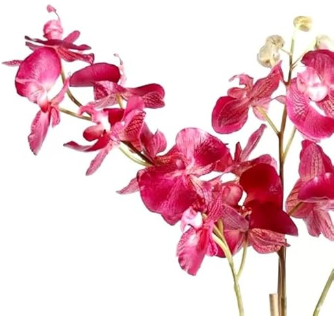 Orquídea Tropical Phalaenopsis Natural la belleza de la selva en tu hogar