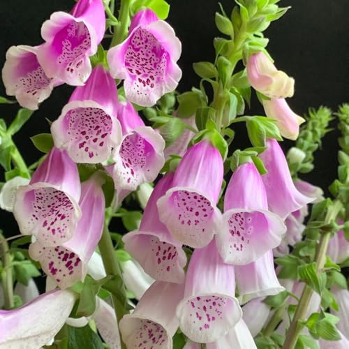 semillas de dedalera, perenne resistente primavera decoración silvestres jardín para exteriores 150pcs