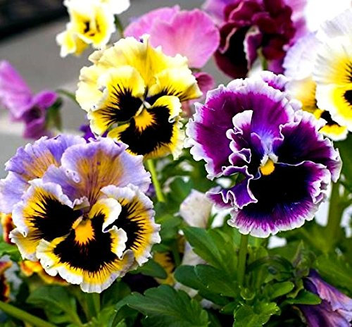 Stiefmütterchen Rokoko Mix Samen - Viola × wittrockiana