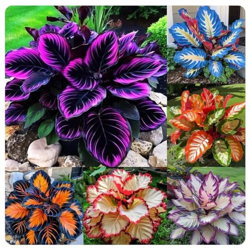 Hosta Vaso Rari Crescita Rapida Bellissimo Giardino.-6knolle-G