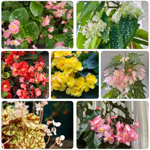 semillas de begonia, jardín interior exóticas balcón invernaderos en Parterres elevados el Decoraciones 550pcs