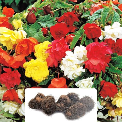 5 Begonia Pendula Mixed Bulbs – Stunning Trailing Flowers for Summer Blooms – Perennial – Perfect for UK Gardens – Plant Now for a Gorgeous Display