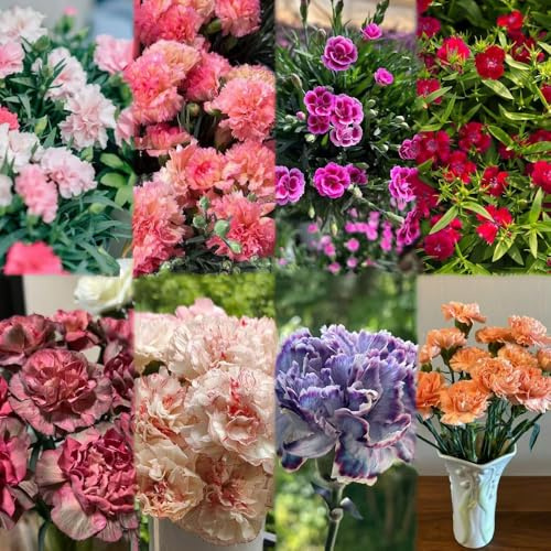 semi di chiodo interni giardino di rocce sono resistenti interni decorativi 150pcs