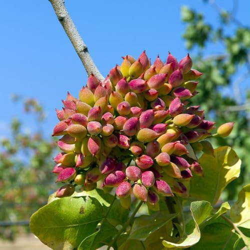 pistacho comprar semillas, perennes, resistentes, orgánicas de interior, al aire libre 25pcs