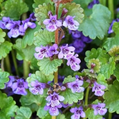 edera terrestre selvaggi perenni di resistenza selvaggi di balcone estate balcone parterre giardino medicinali tagliati semi 450pcs