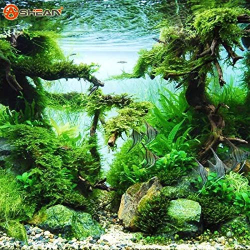 Portal Cool 500 Pcs/Bag Aquarium Grass Seed Water Grasses Random Aquatic Plant Grass Indoo
