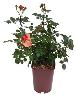 Vannucci Piante - Rosa vera a cespuglio in vaso. Pianta da balcone con bellissime colorazioni! (Rosso)