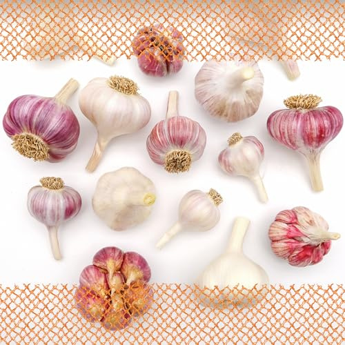 FLORTUS – Winterpflanzknoblauch Bunte Mischung 12 Knollen zertifiziertes Pflanzgut, keine Samen – Knollengröße 40-50 mm – winterhart, würzige Knoblauchmischung versch. Sorten