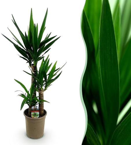 Green boutiQ - Plante d'intérieur - Yucca elephantipes - Yucca - Peu d'entretien - Vert - 1 - Pot 21cm - Hauteur 100cm
