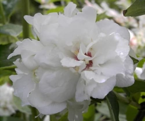 Gartenjasmin - Pfeifenstrauch - Philadelphus Snowgoose - stark duftend (40-60)