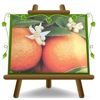 Cítricos Naranja Valencia Árboles frutales Altura: 80/90 cm Florero: 20 cm