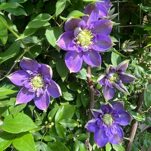 clematis winterhart - hochbeete für garten mehrjährige stauden 1zwiebeln