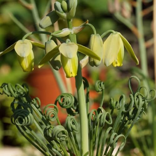 Semi di Albuca spiralis, semi succulenti Albuca namaquensis, semi di antiche varietà Le da giardino sono resistenti per il giardino verdi 80pcs