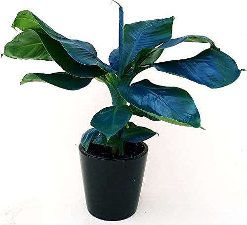 POWERS TO FLOWERS - BANANO, PIANTA DEL BANANO, COLOR LIFE BLU, VASO 12CM DIAMETRO, pianta vera