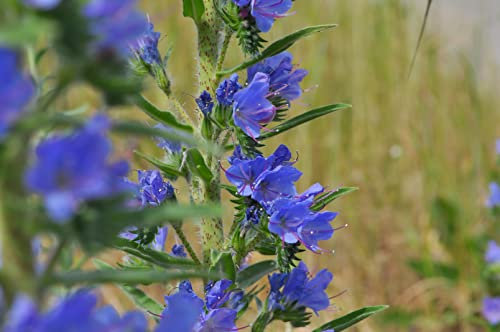 1000 Samen Ysop Hyssopus officinalis Bienenmagnet Nektar Pflanzen Kräuter Garten Wildblumen